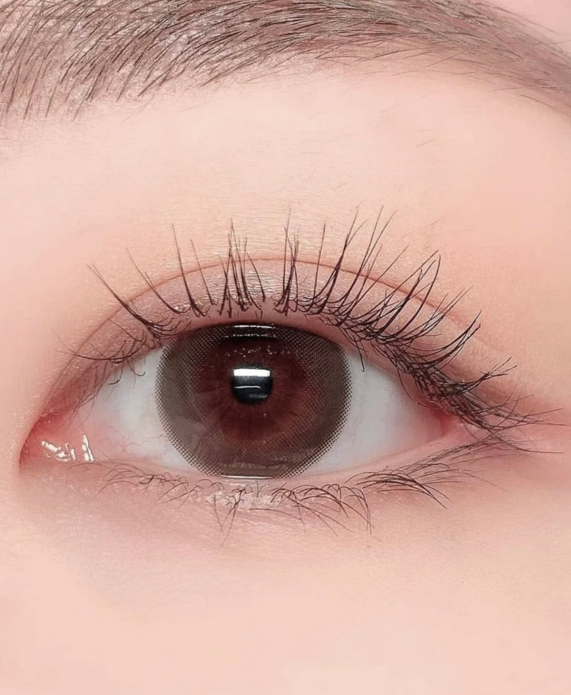 Neoism 1 day 日拋 10p Coco Brown