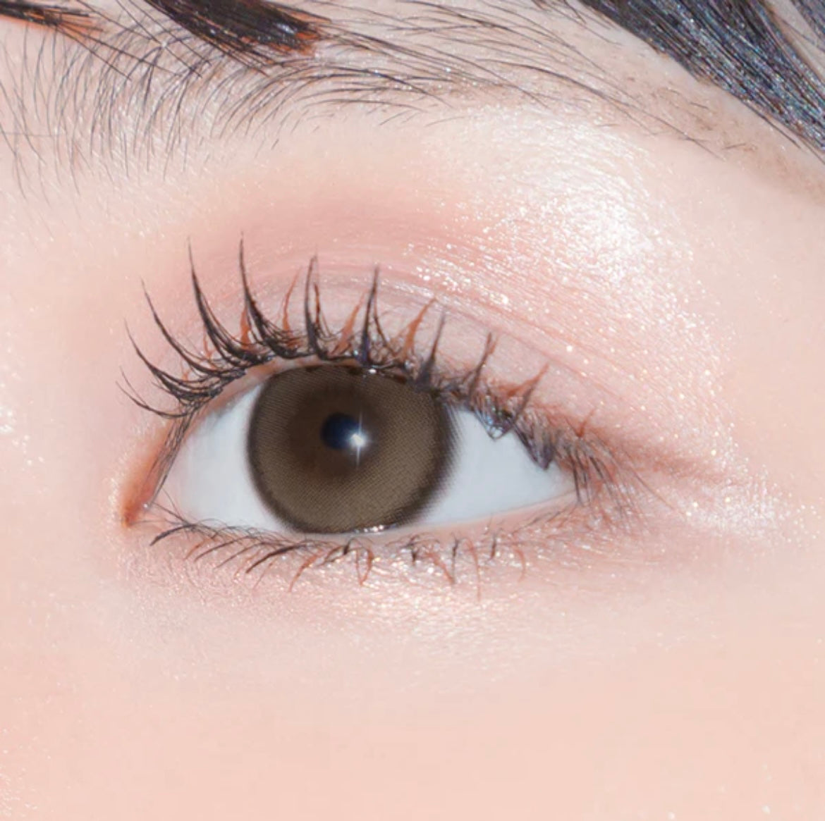 Gemhour hecate 1 day 日拋 10p ginger brown