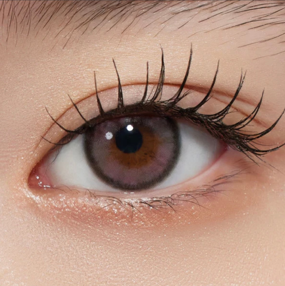 Mimundo Susurro 1 day 日拋 10p Royal Violeta