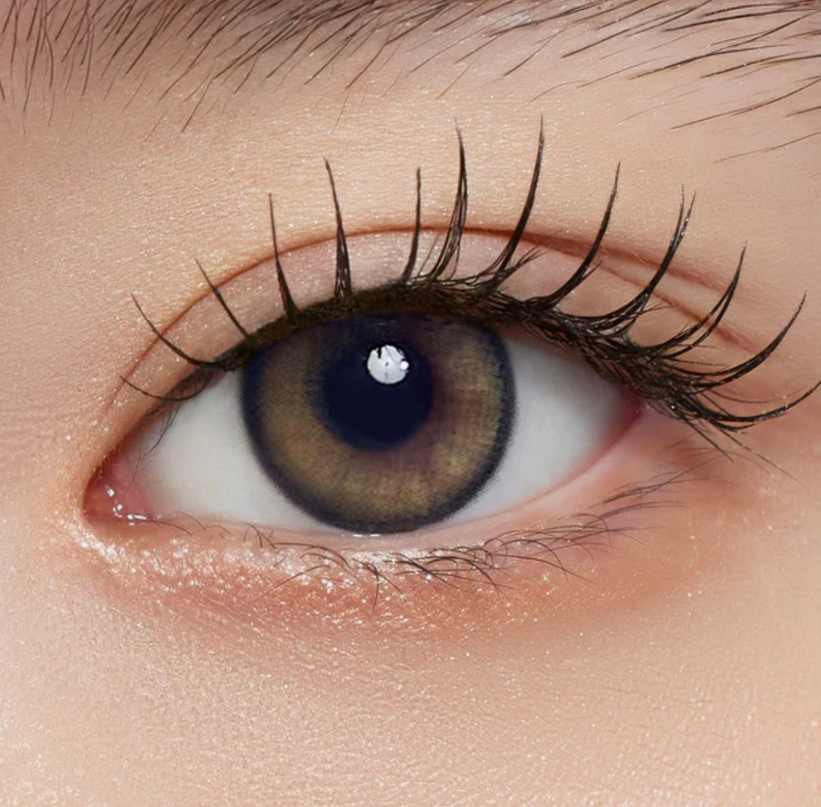 Mimundo Lucir 1 day 日拋 10p Signal Pine