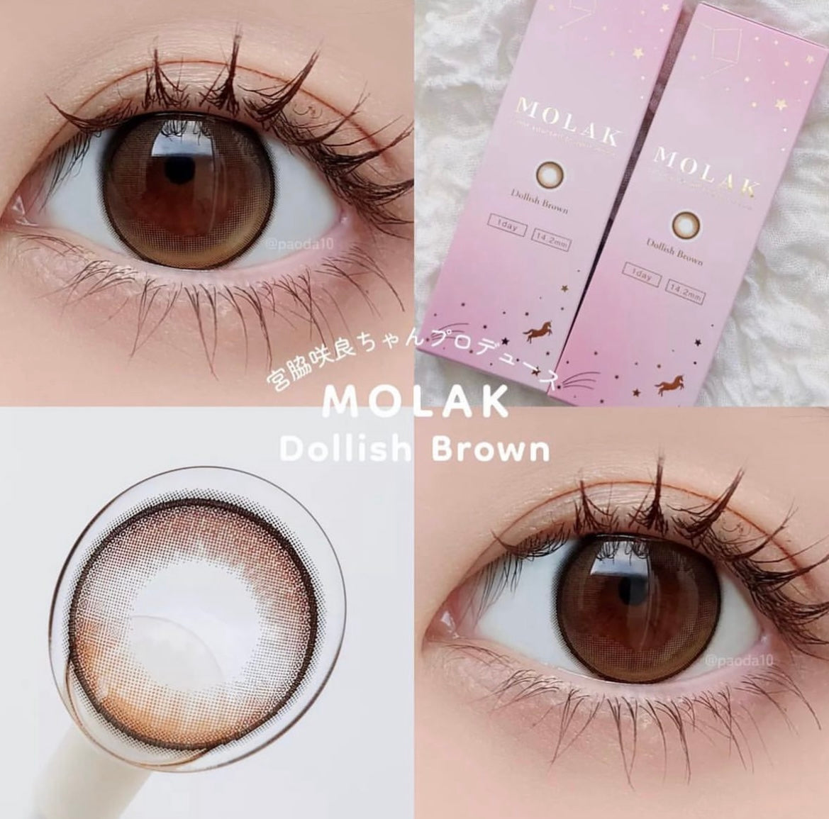 Molak 1 day 日拋 10p Dollish Brown